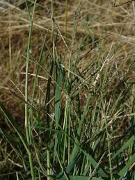 Image result for Cynodon aethiopicus