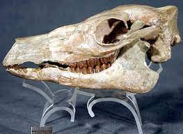 Southern white rhinos live almost exclusively in the country of south africa. Camels The Fossils Of The White River Badlands