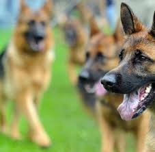 Er ist ein junge und heißt ben. Ruckgang In Deutschland Gibt Es Immer Weniger Schaferhund Welpen Welt