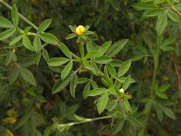 Image result for Stylosanthes fruticosa