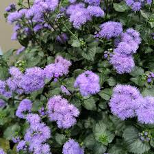 Image result for Ageratum houstonianum