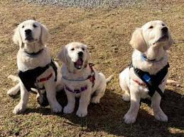 Akc star puppy is a program devised by the american kennel club (akc). Akc Puppy Star
