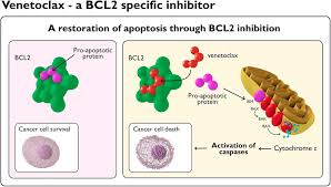 Image result for BCL2 Inhibitor