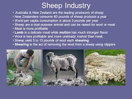 The numbers are different for other sheep — and for other animals, too. Small Ruminants Sheep Goats Sheep And Goats Are Closely Related But Are Different Slight Differences Exist In The Horns And The Skeleton They Are Ppt Download