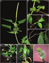 Image result for Acalypha pubiflora