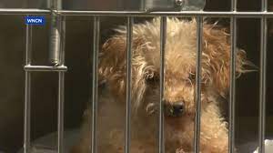 Welcome to charlotte dog club. 128 Animals Rescued From Suspected Puppy Mill In North Carolina Officials Say Abc News