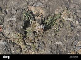 Image result for Lepidagathis andersoniana