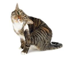 Image result for scratching ear