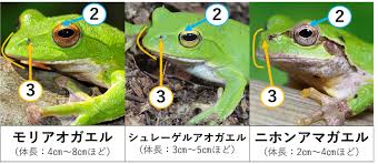 カエル 見分け 方