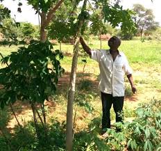 Image result for Terminalia kilimandscharica