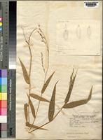 Image result for Acroceras zizanioides