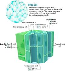 Since animal cells lack a rigid cell wall it allows them to develop a great diversity of cell types, tissues, and organs. Download Plant Cell Diagram Test Best Of Phloem Of Plant Cell Phloem Cell Full Size Png Image Pngkit