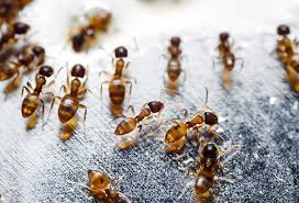 You'll see these critters in many outdoor settings. What Is The Best Thing To Put On Fire Ant Bites 10 Home Remedies