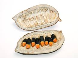 Image result for Afzelia