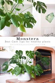 Monstera Plant Care Tropical House Plants Inside Plants Plants