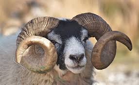 Aquariusbut when it comes to intelligence, which sign has the most brains? The 6 Dumbest Zodiac Signs Ranked