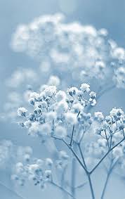 Delicate Photograph By Hazed On Flickr Click For Full Image Flowers Blue Flowers Blue Aesthetic Pastel Blue Flower Wallpaper Light Blue Aesthetic