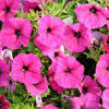 And that what makes their flowering a significant event that attracts a lot of people from all over the world to see it. Https Encrypted Tbn0 Gstatic Com Images Q Tbn And9gctm9dqu1oy9mtpqikul6j6atjrfz V Tpmxtee8s5bnw6 1m6qk Usqp Cau