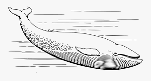 Cute whale coloring book page for kids. Whale Black And White Whale Clip Art Black And White Blue Whale Clipart Black And White Free Transparent Clipart Clipartkey