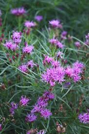 Image result for Vernonia schlechteri