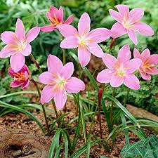 We did not find results for: Kraft Seeds Zephyranthes Lily Rain Lily Light Pink Colour Flower Sow And Grow Fresh Healthy Bulbs For Your Garden Set Of 5 Light Pink Pack Of 4 Amazon In Garden Outdoors