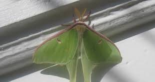 Check spelling or type a new query. Maynard Life Outdoors And Hidden History Of Maynard Luna Moth Photos Symbolism And A Poem