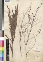 Image result for Aeschynomene nyassana