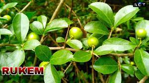 Berburu bahan bonsai rukem di surganya pohon serut dapat tambahan kaliage/sisir#berburu#berburubonsai#bonsai Hunting Bahan Bonsai Rukem Di Alam Liar Youtube