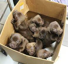 Be the first to find out about new pets listings! Humane Society Tampa On Twitter 12 6 Week Old Choc Lab Mix Pups Were Brought In Today We Will Spay Mama For Free Family Will Keep Her Puppies Avail On Blackfriday 11 25 Https T Co Rxehgq4qlk