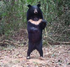 Asiatic Black Bear Range Map Overhunting Of Large Animals Has Catastrophic Effects On Trees Asian Black Bear Large Animals Black Bear