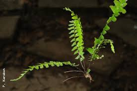 Image result for Asplenium normale