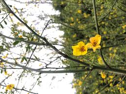 Image result for Secamone retusa