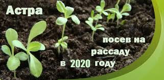 когда сеять перец на рассаду в 2019 году украина Posadka Astr Kogda Seyat Astry Na Rassadu V 2020 Godu Dacha