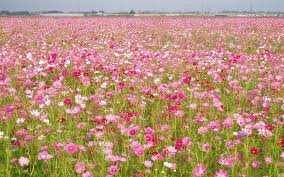Fields Of Cosmos Means Autumn Has Arrived In South Africa Wild Flowers Flower Field Green Landscape