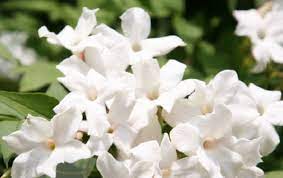 Maybe you would like to learn more about one of these? Jenis Bunga Melati Yang Berwarna Warni Bibitbunga Com