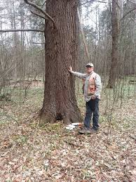 Find one in your area and ask for a price. Can You Sell Trees From Your Yard