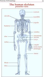 Maybe you would like to learn more about one of these? The Human Skeleton Anterior View Pdf Free Download