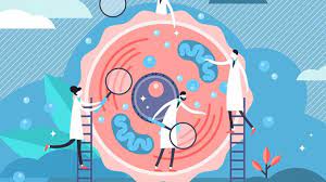Pembelahan mitosis adalah tipe pembelahan sel sehingga menghasilkan 2 sel anakan yang secara genetis sama. Perbedaan Mitosis Dan Meiosis Penjelasan Lengkap Pembelahan Sel