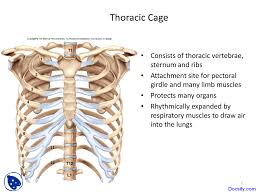 Rib cage anatomy and structure. Thoracic Cage Human Physiology And Anatomy Lecture Slides Docsity