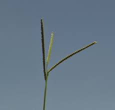 Image result for Paspalum scrobiculatum