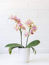 Some of these plants are quite sensitive to changes in weather conditions and can wither and die in a short. Indoor Orchid Care How Do I Take Care Of An Orchid Flower