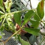 Image result for Cyphostemma lanigerum