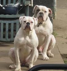 Scott american bulldogs, often referred to as the standard for the breed, are smaller than the johnson type of the same breed. American Bulldog Bully Underground American Bulldog Bulldog Breeds American Bull