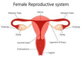 Image result for female sex organ