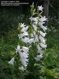 Campanula latifolia, the giant bellflower, is a species of bellflower in the family campanulaceae. Pin On A White Rose Garden