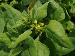 Image result for Tetragonia spicata