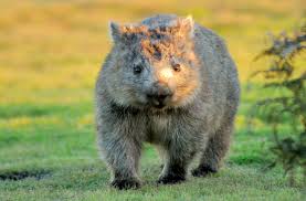 Image result for Common wombat