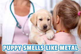 The following will take a look at the common causes behind the funky stench, along with what you can do to freshen things up. Puppy Smells Like Metal Causes And Concerns Houndgames