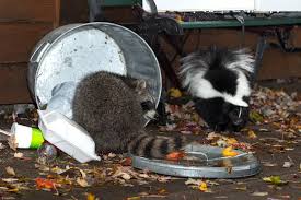 Can wild squirrels eat celery? Could Raccoons Skunks Or Opossums Be Riding Out Winter In Your House