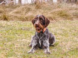 Wirehaired pointing griffon breed guides are your source for wirehaired pointing griffon photos, profiles and information about the how to find a wirehaired pointing griffon. Wirehaired Pointing Griffon Full Profile History And Care